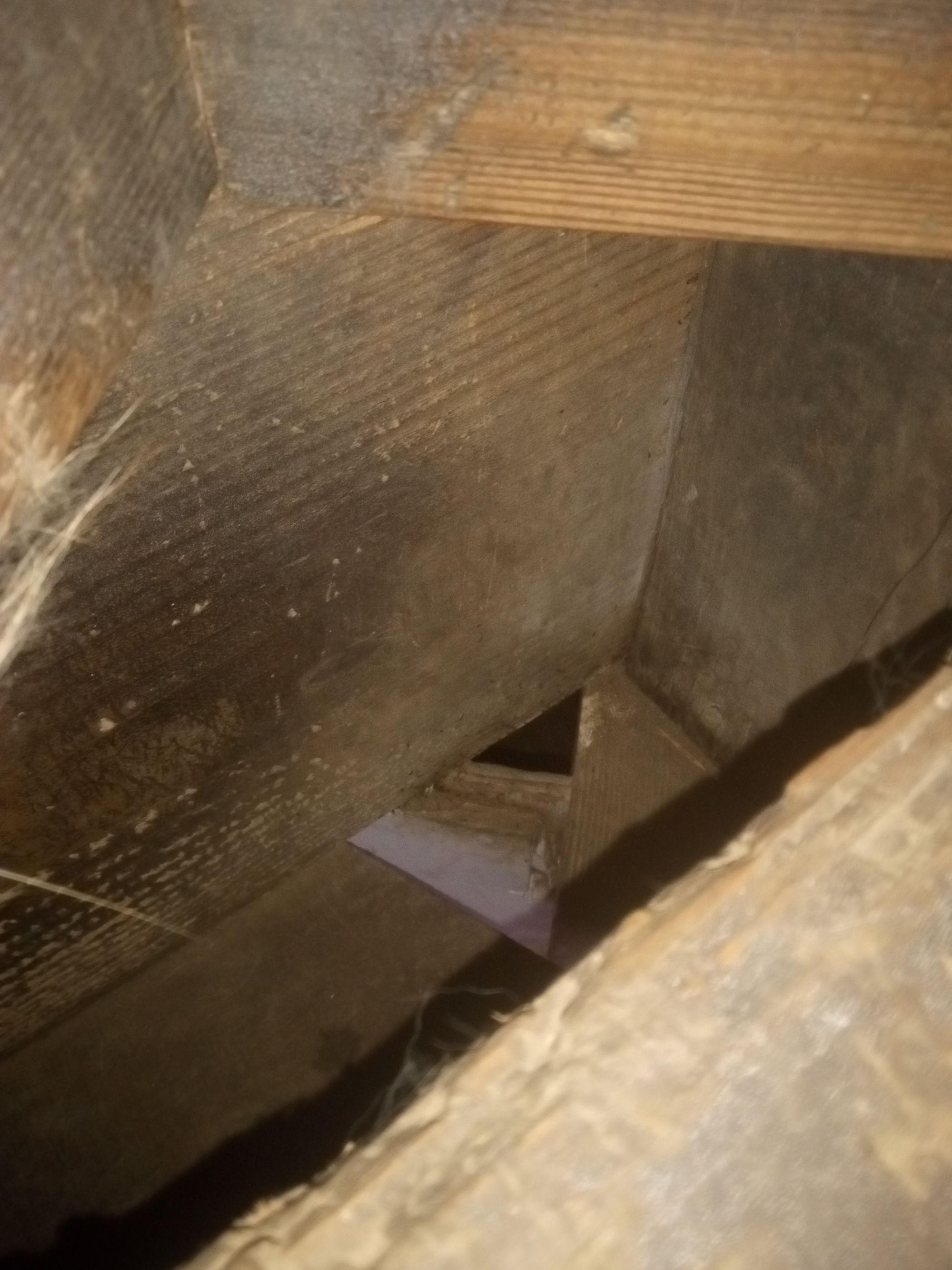 Almost Lost the $4500 Cat