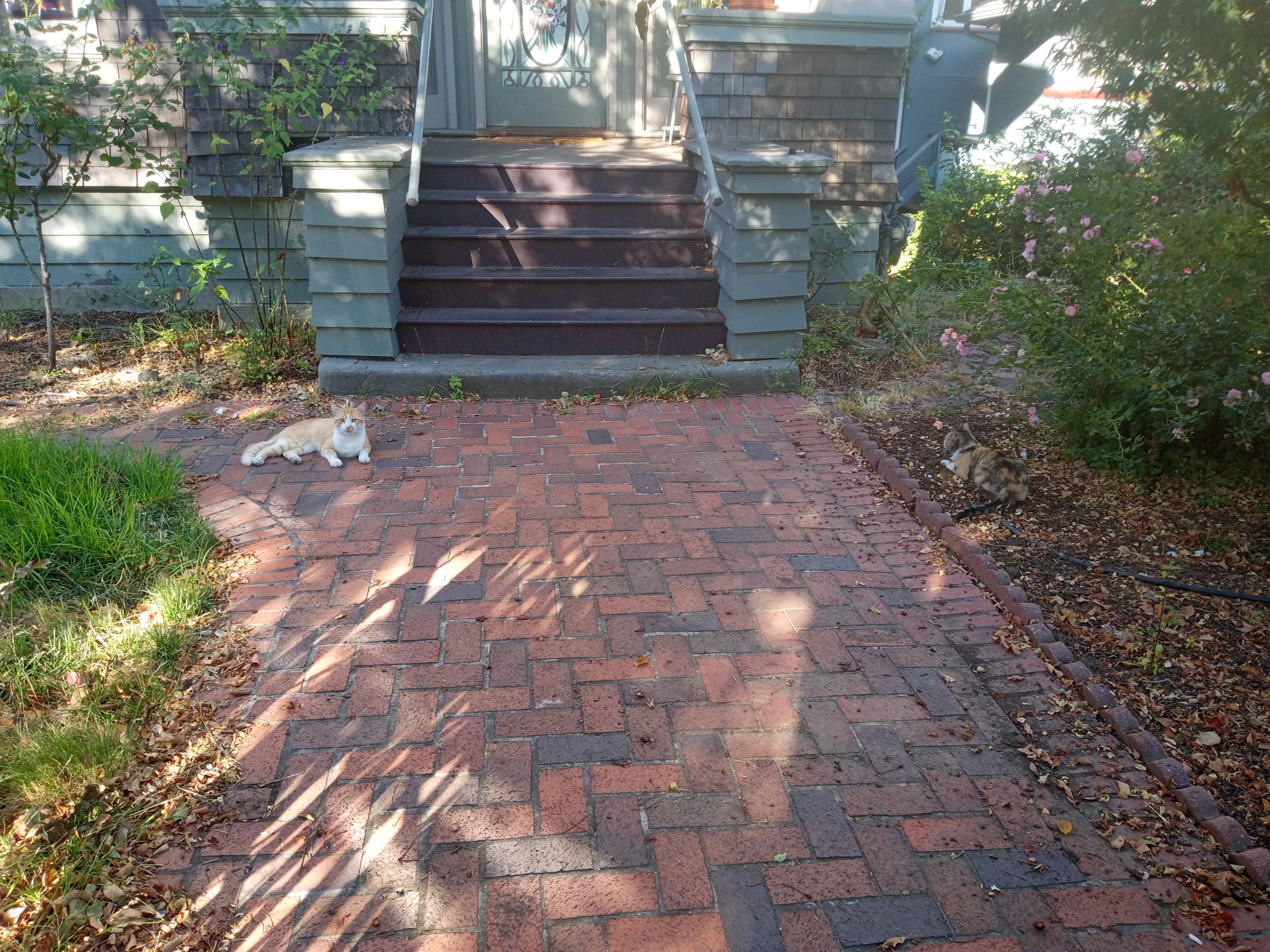 Almost Lost the $4500 Cat